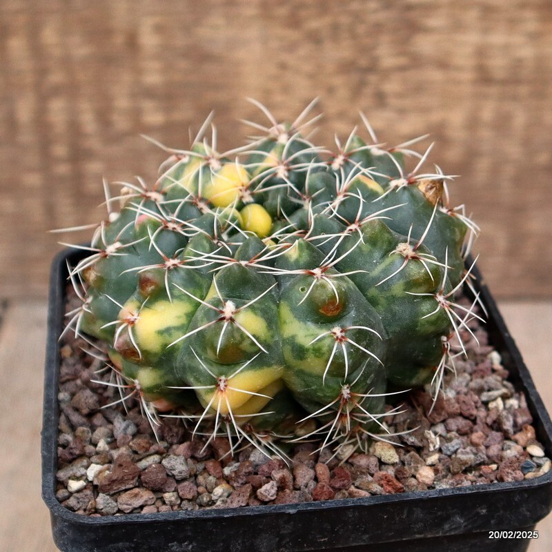 D588 GYMNOCALYCIUM BALDIANUM VARIEGATED pot10-H8-W9 cm MaMa Cactus
