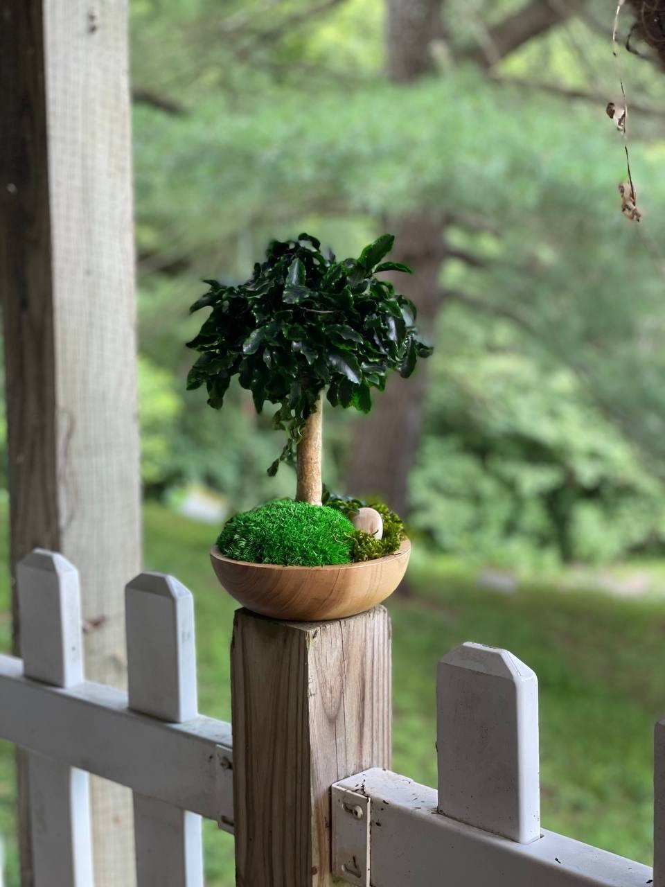 Handmade Preserved Bonsai Tree Pittosporum Stabilized Natural Indoor Home Decor