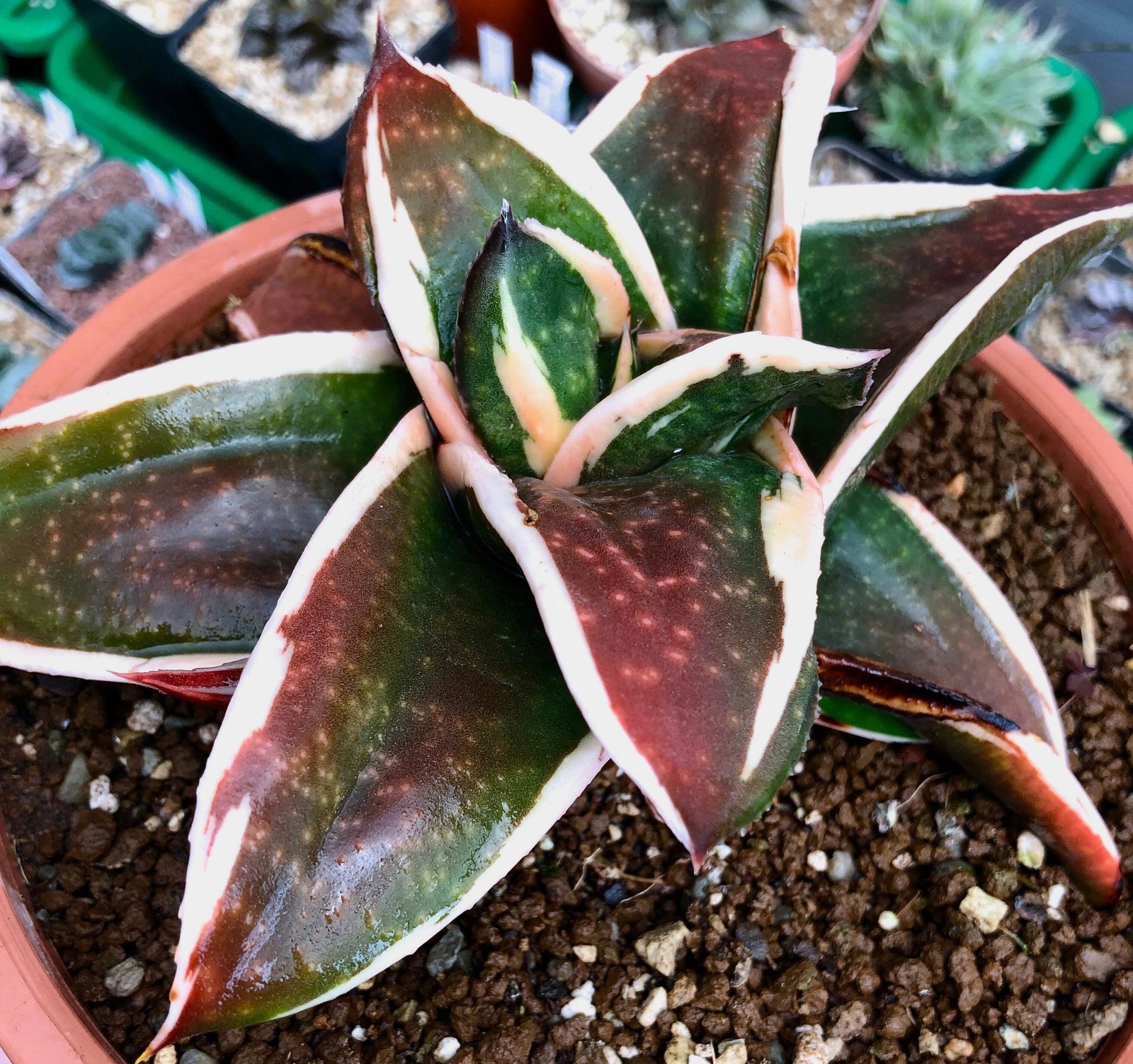 Gasteria cv GAGYU-RYU NISHIKI white variegated 5cm | Ox tongue | Lawyer’s tongue