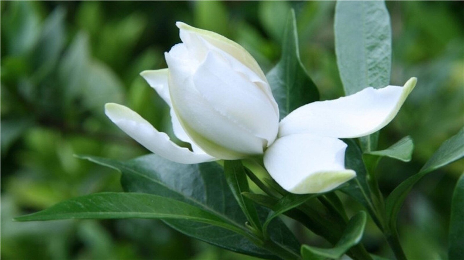 (10) GARDENIA SEEDS perennial flower garden bed bush plant USA SELLER W/TRACK