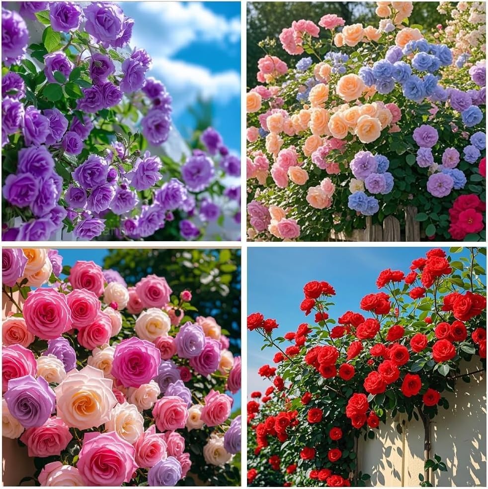 300+Climbing Rose Bush Seeds for Planting Outdoors-Perennial Flowering Plant for