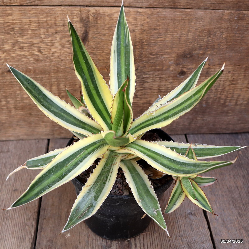 D2131 AGAVE LOPHANTHA TRICOLOR pot14-H23-W31 cm MaMa Cactus