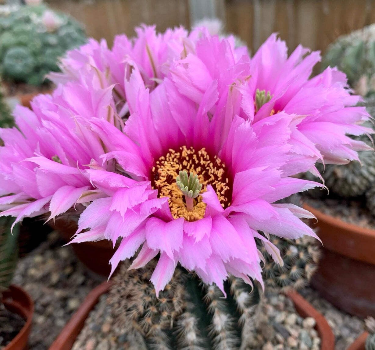 Echinocereus melanocentrus SEEDS – Rare Cactus SEEDS