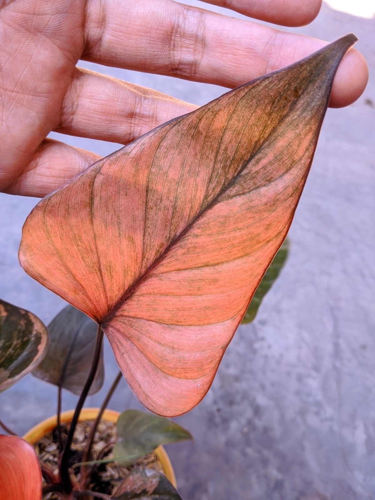 Homalomena Diamond Pink Variegated Real Picture