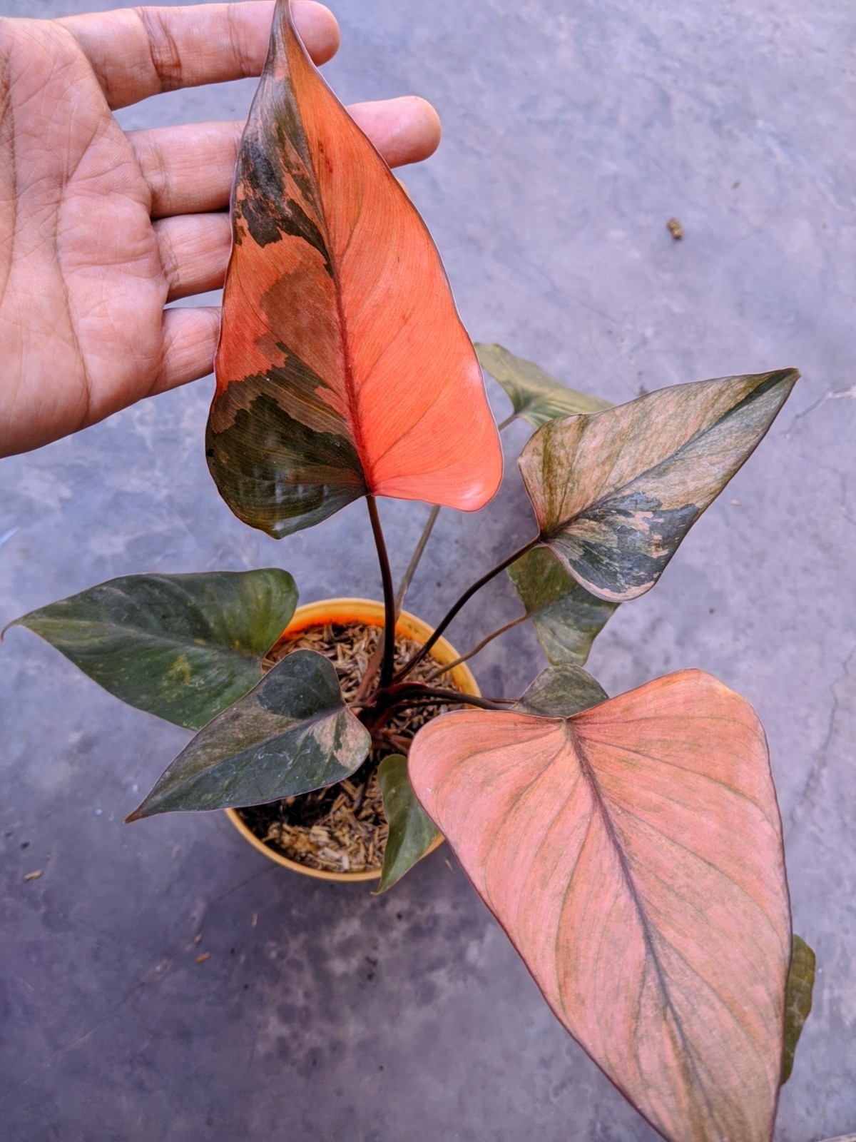 Homalomena Diamond Pink Variegated Real Picture