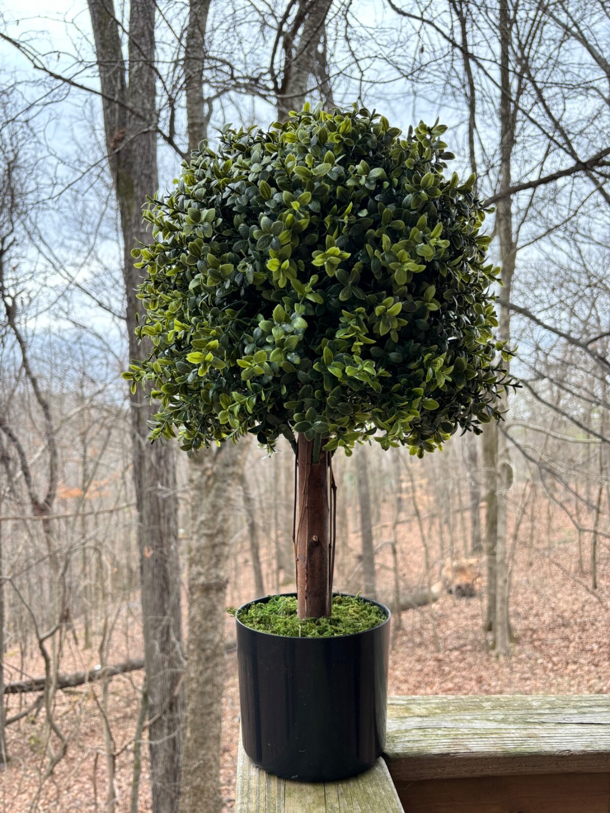 Wildwood & Cypress 24” Realistic Topiary Boxwood Tree w/ Wood Trunk Outdoor Faux