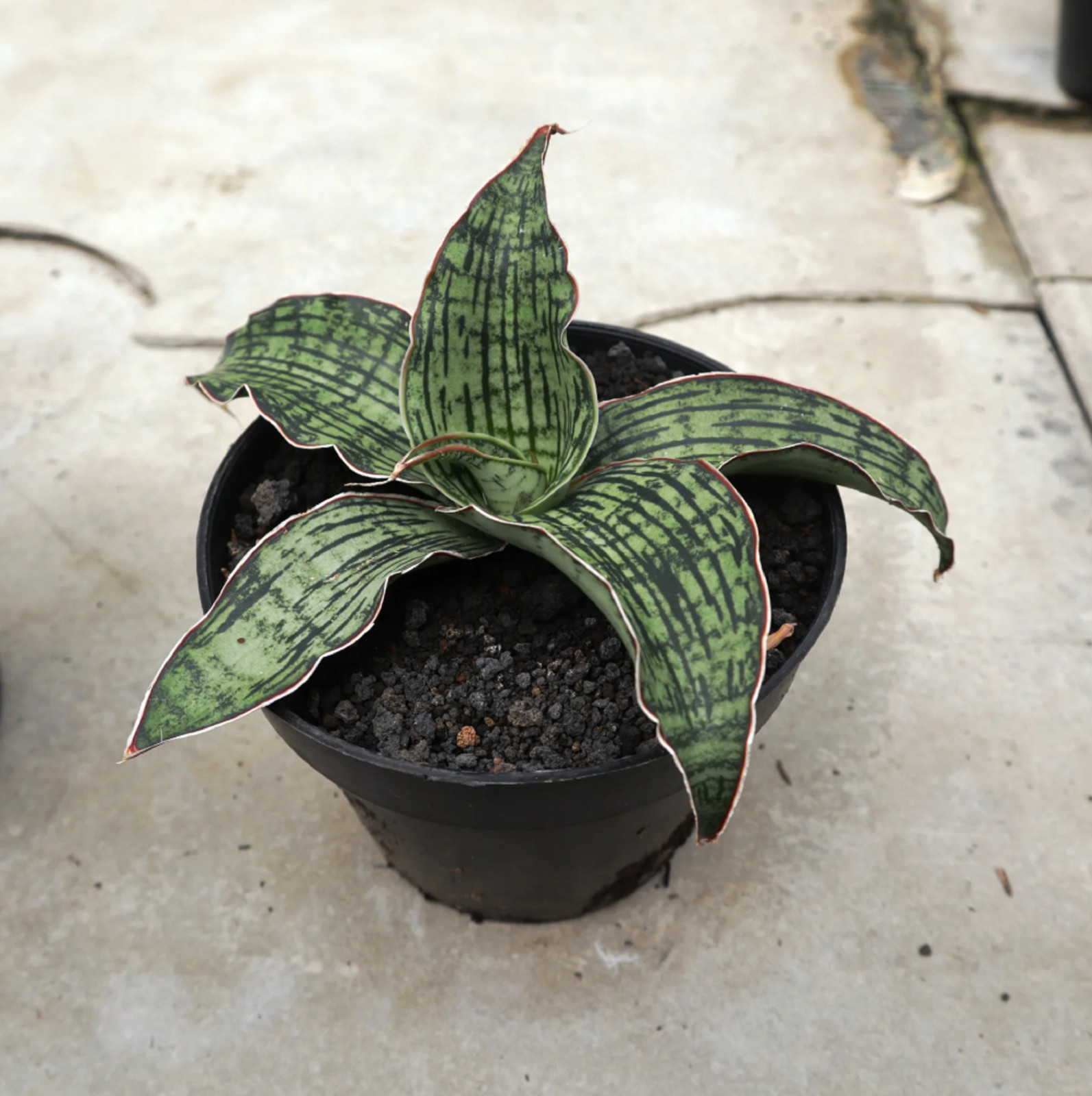 Sansevieria Cleopatra Big Size Rare Unique Snake Plant