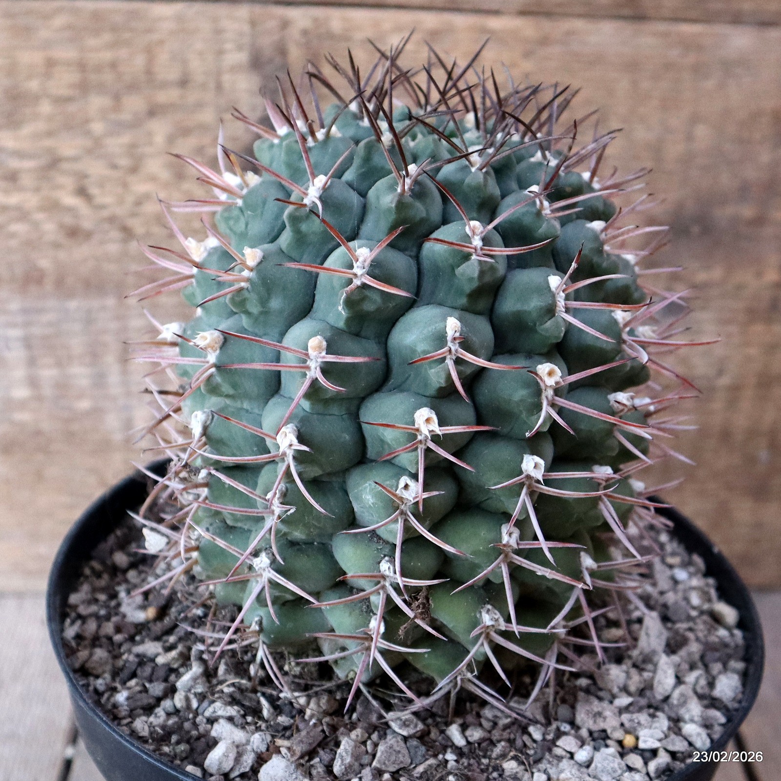 D7841 GYMNOCALYCIUM SCHICKENDANTZII PATQUIA pot18-H15-W11,5 cm MaMa Cactus
