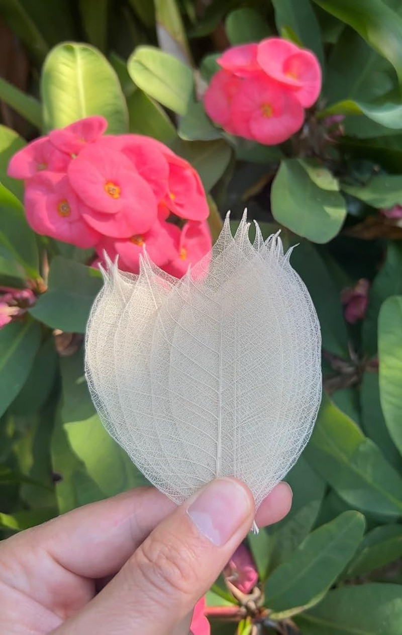 Real Leaves Natural Color100 PCS 4-5 Inches Natural Skeleton Leaves, Real Rubber
