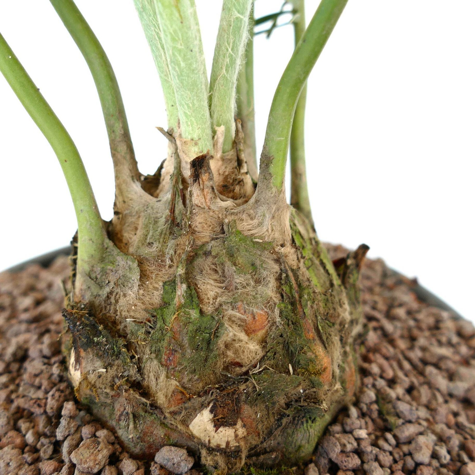 Dioon edule Jacala Form (Hidalgo, MX) 8x7cm Caudex – Chestnut dioon | Virgin’s p