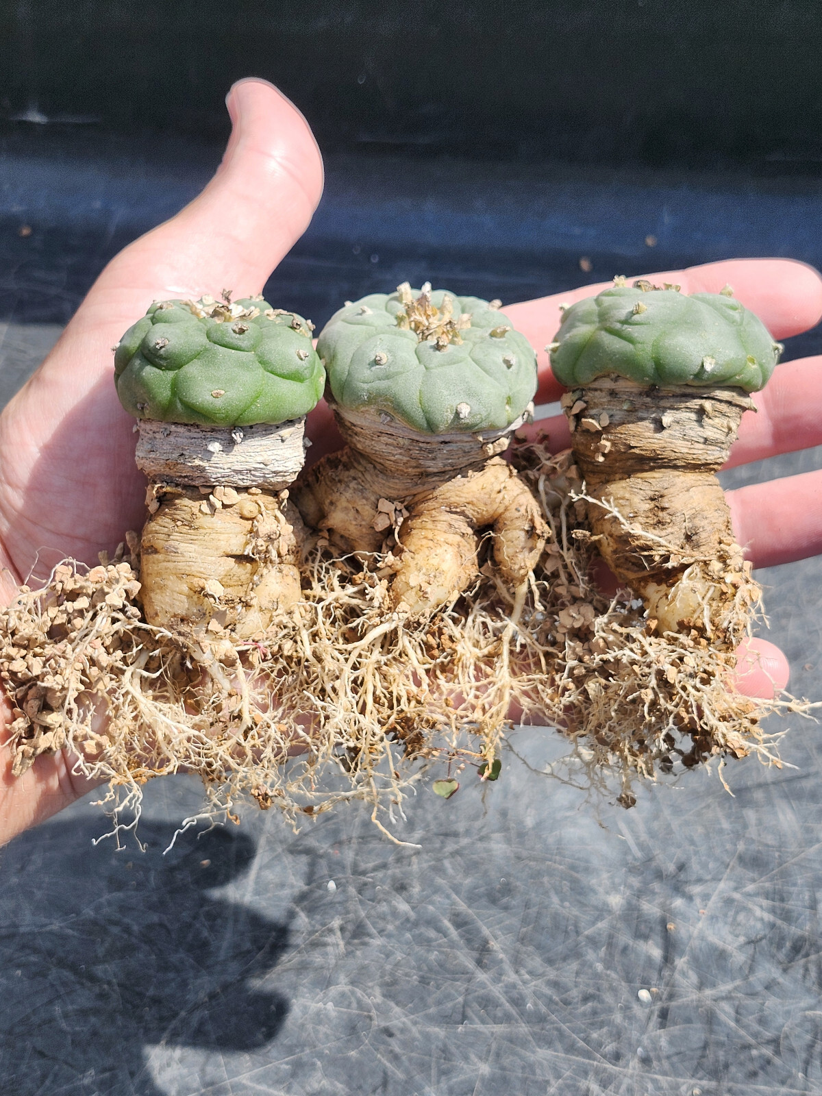 ONE(1) RARE Cactus sp koehresii, seed grown in 2.60″ pot, large root