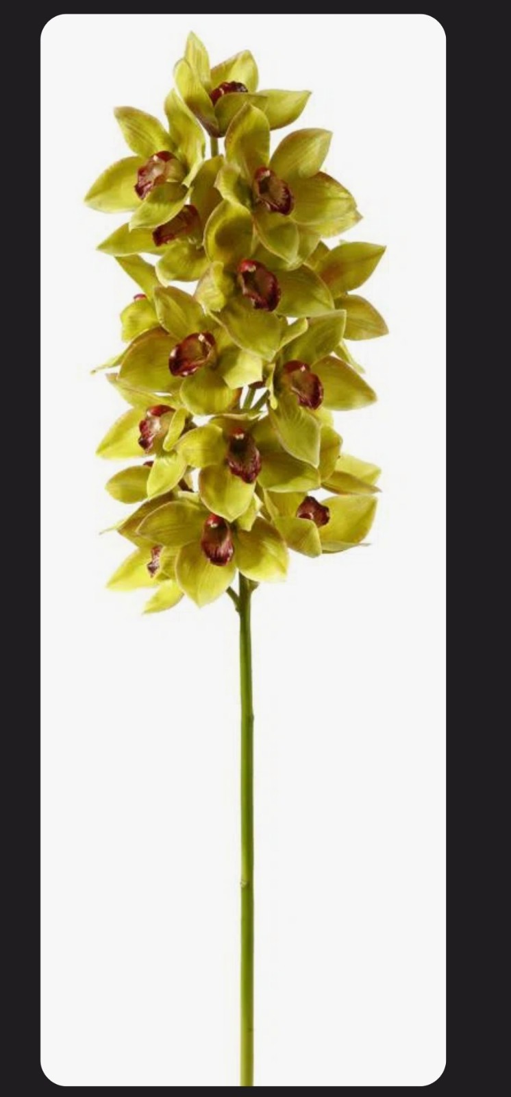 Realistic ORCHID CYMBIDIUM FULL STEM Green (Set of 4) 41.5” H X 9” W X 9” D