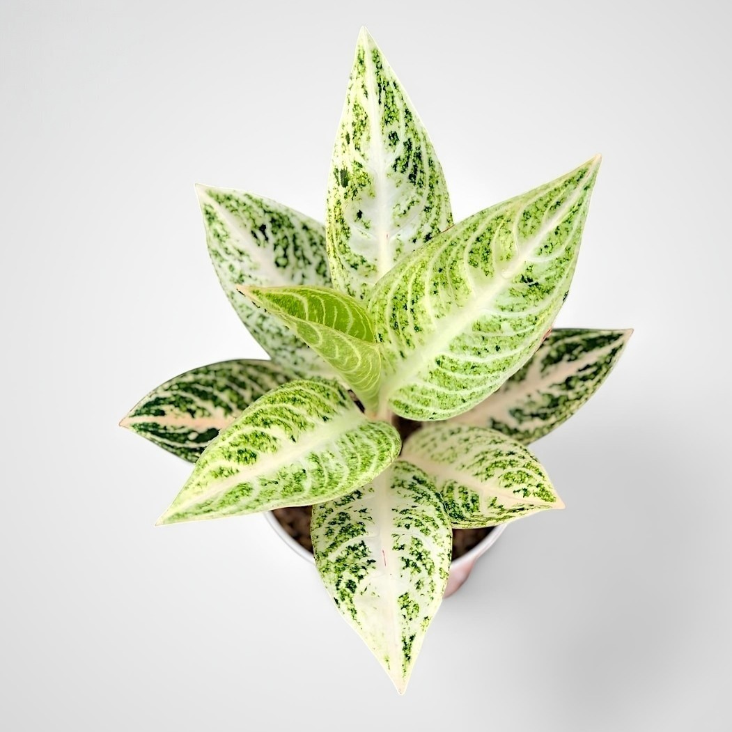 Aglaonema white legacy unique plant tropical house