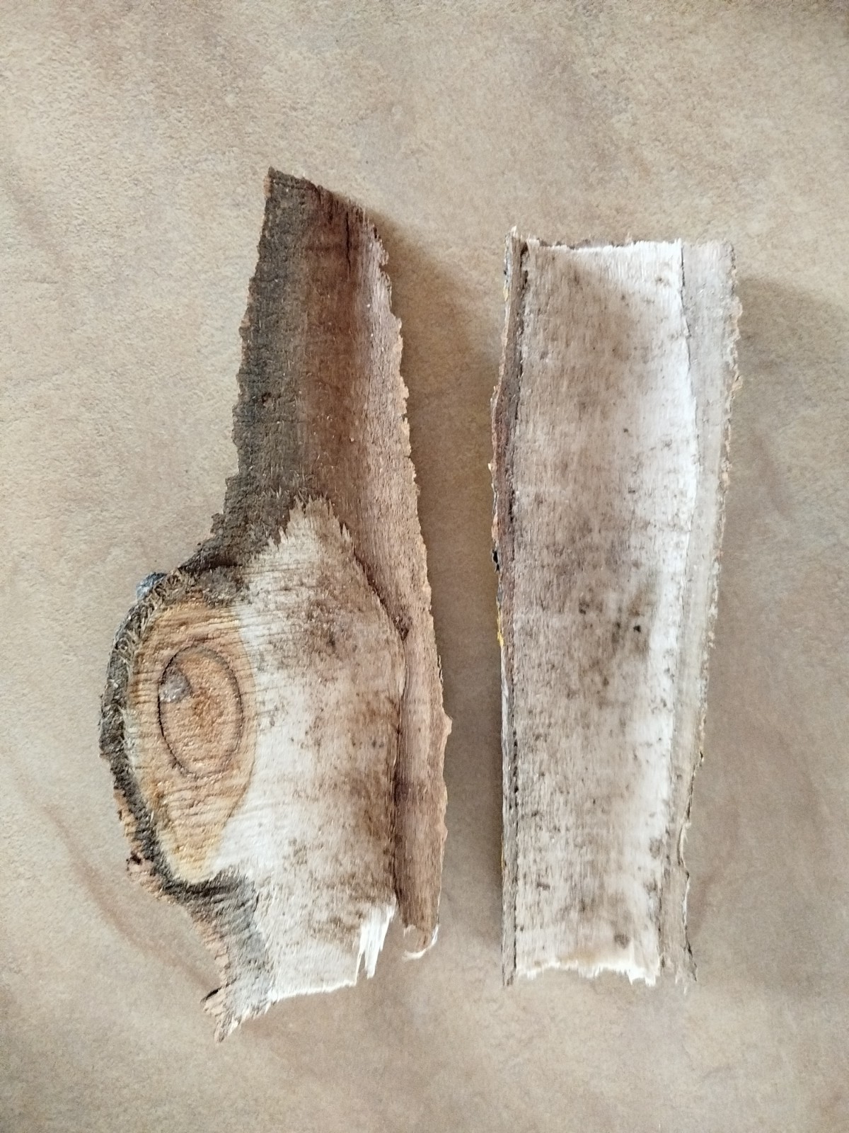 2x large Aspen bark 2026 organic natural dried Populus tremula Eco for Terrarium