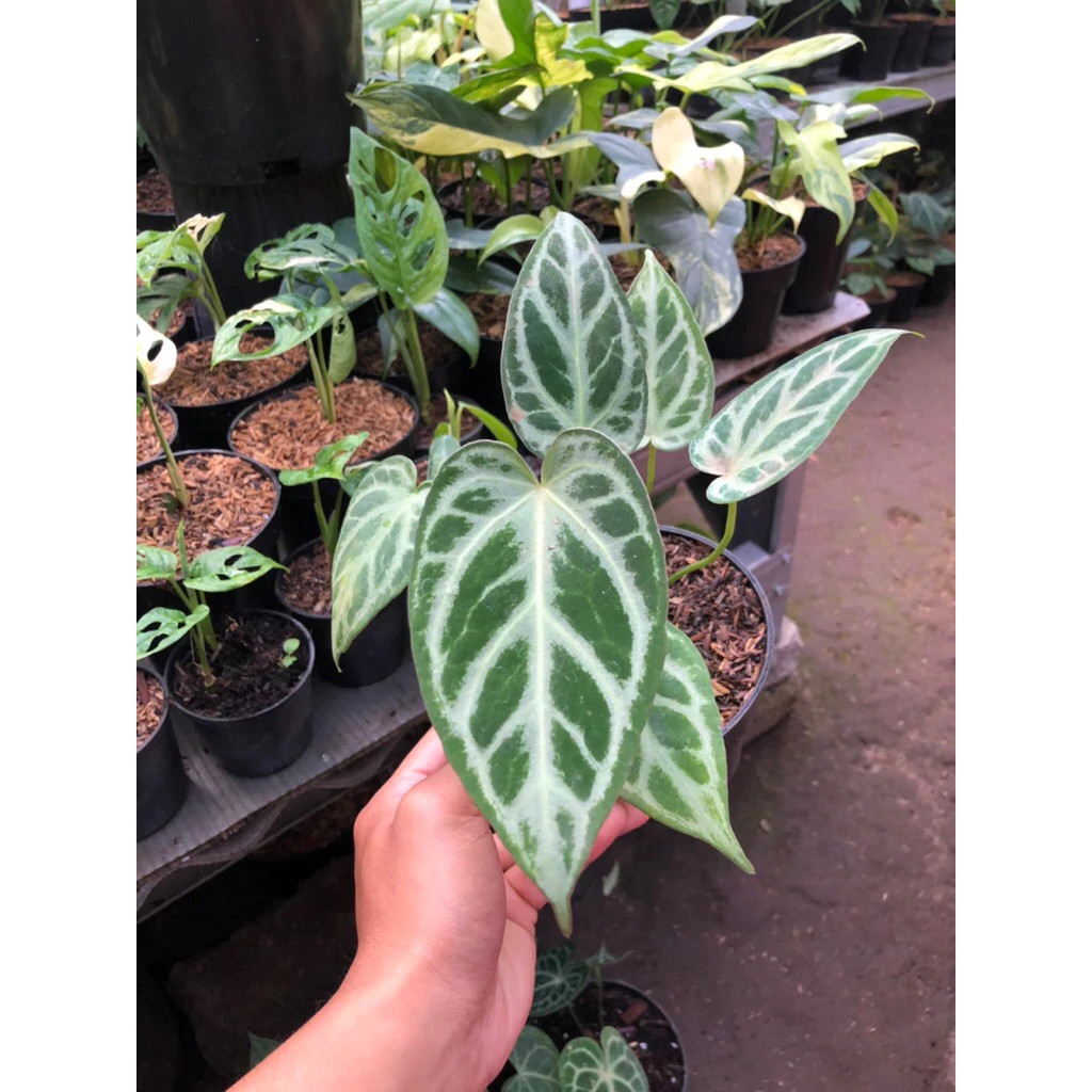Anthurium Silver Blush Unique Live Tropical Exotic Plant Rare PL147