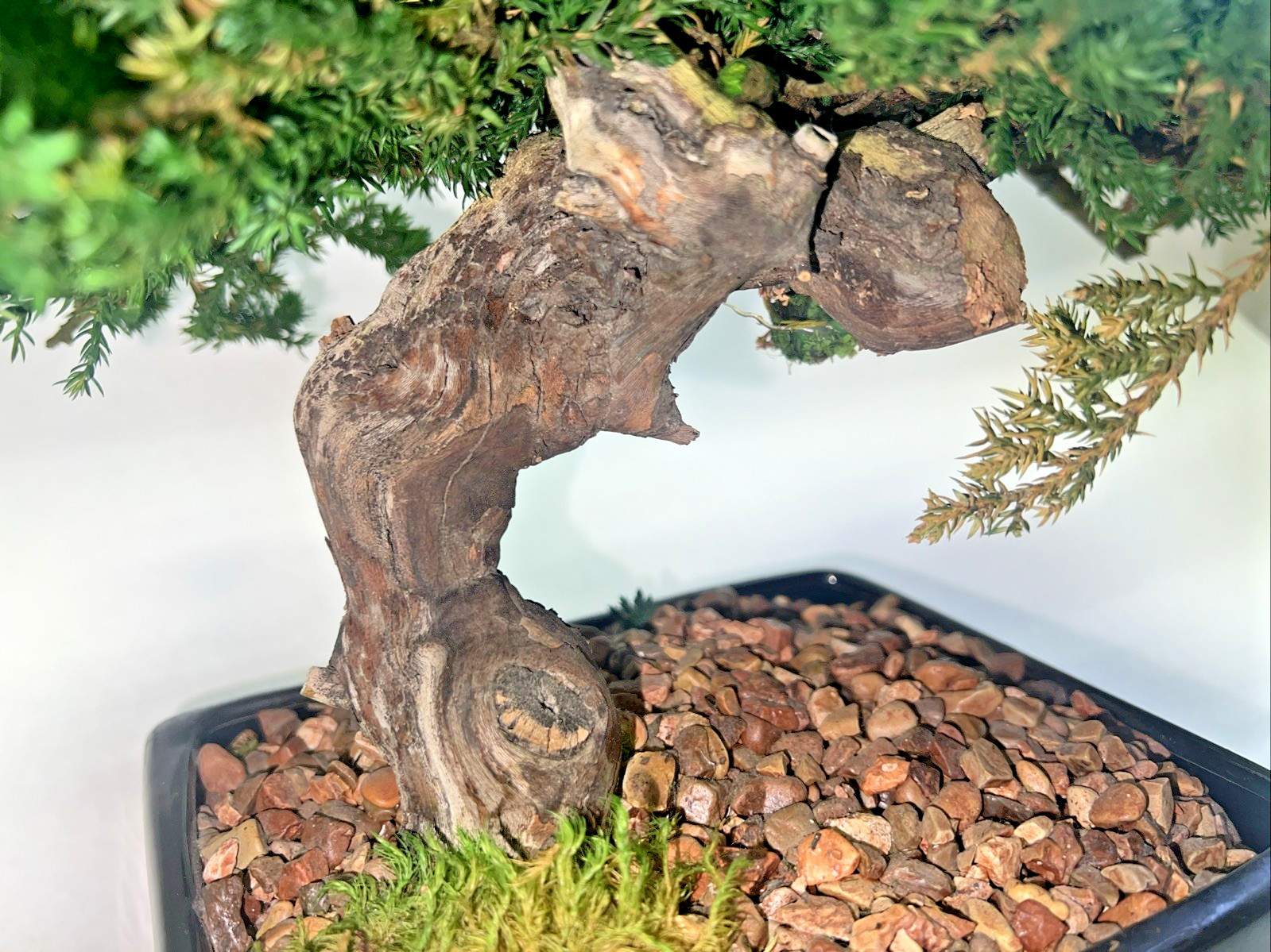 Juniper Bonsai Tree Monterey Single Trunk Preserved 11” tall x 16” wide