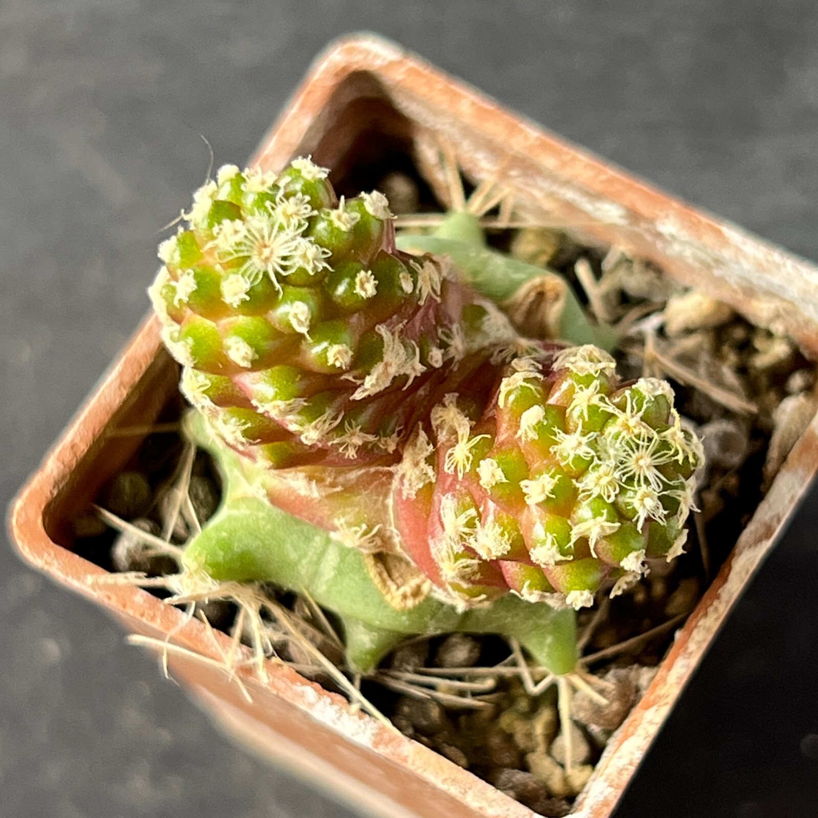 A7-271. Mammillaria theresae f. ‘short spines’ (Grafted)