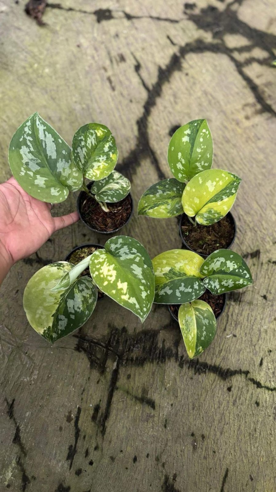 Real Picture Scindapsus Sentarum Variegated Rare Plant