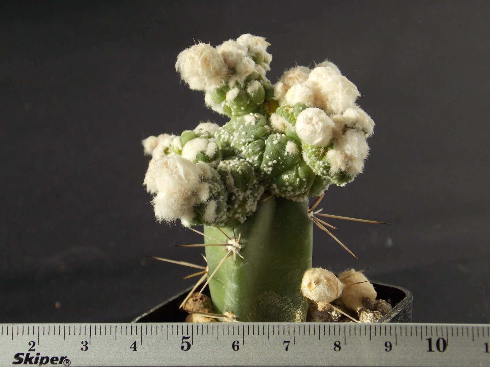A5-516. Astrophytum Super Kabuto (Grafted)