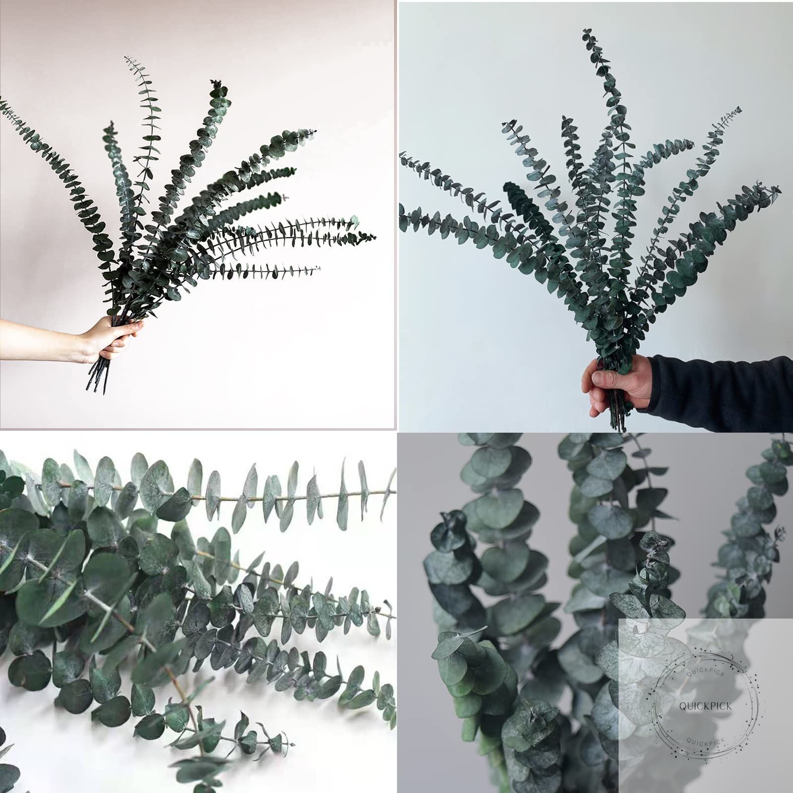 Eucalyptus for Shower 10 Pcs Hanging Dried Eucalyptu Stems 17″ Real Eucalyptus