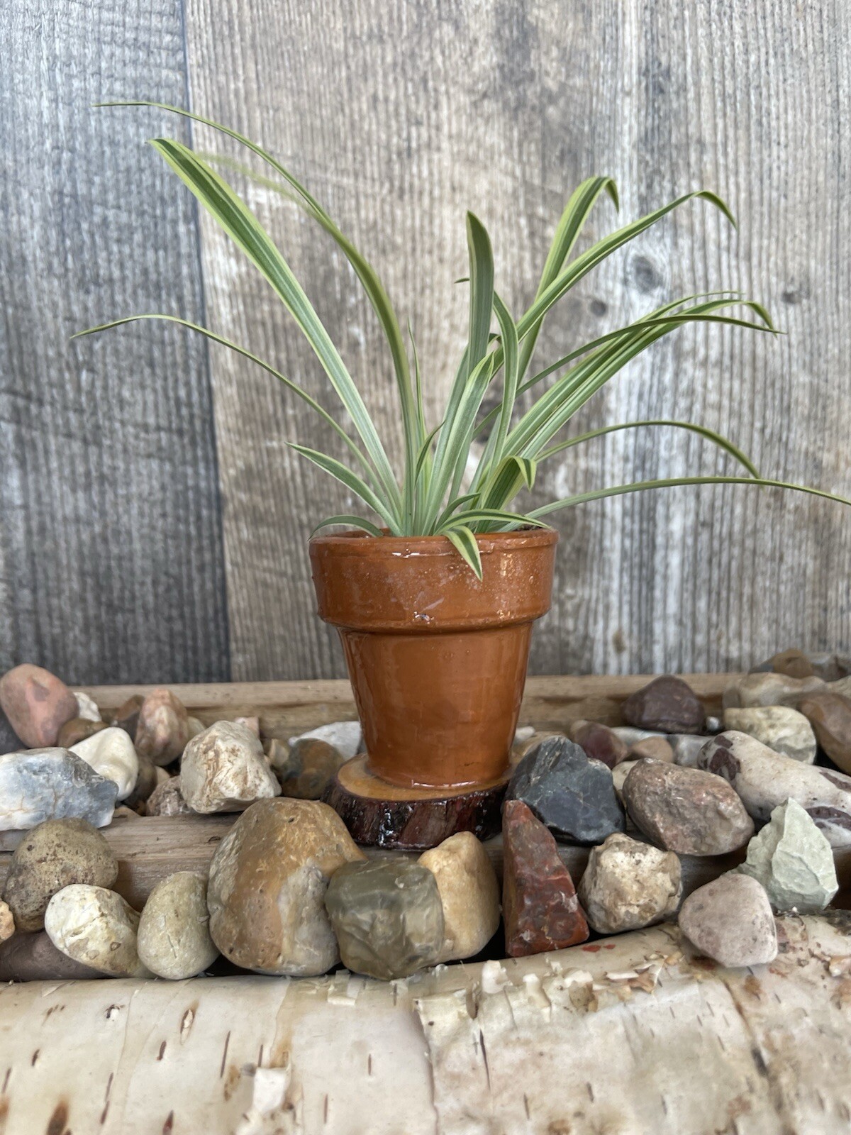 Mini Spider Plants In Epoxy Coated Terracotta Pots On Wooden Base