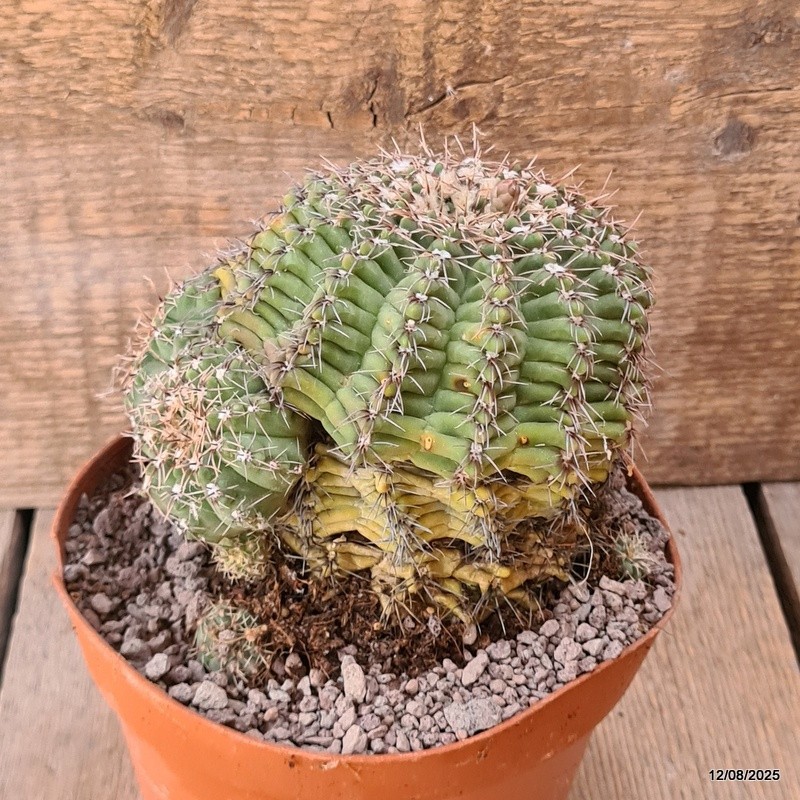 D5915 GYMNOCALYCIUM BALDIANUM pot14-H12-W13 cm MaMa Cactus