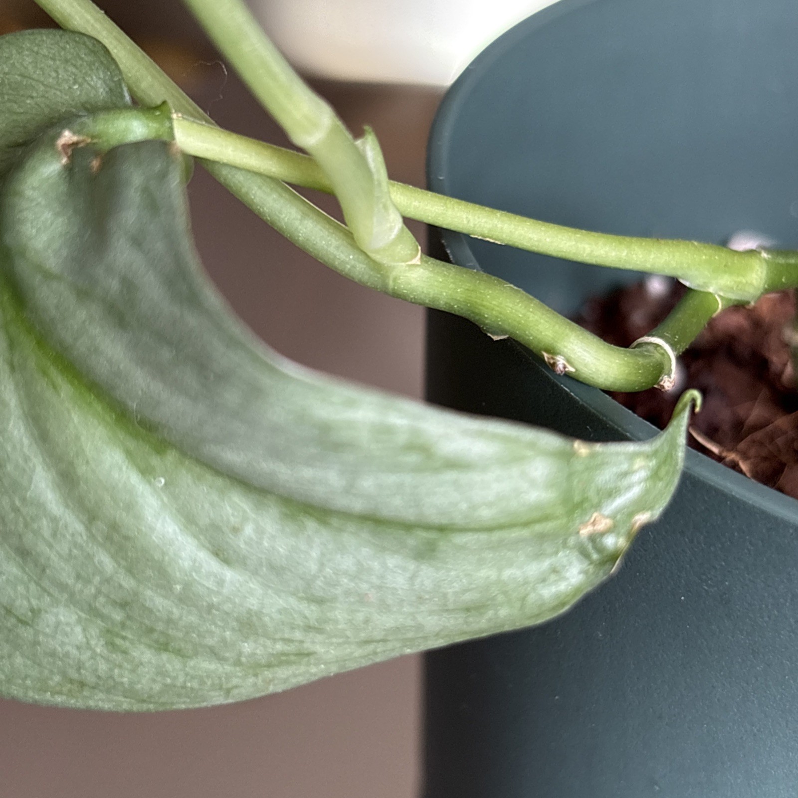 Scindapsus Silver Hero or Platinum – Live Plant Growing in green pot.
