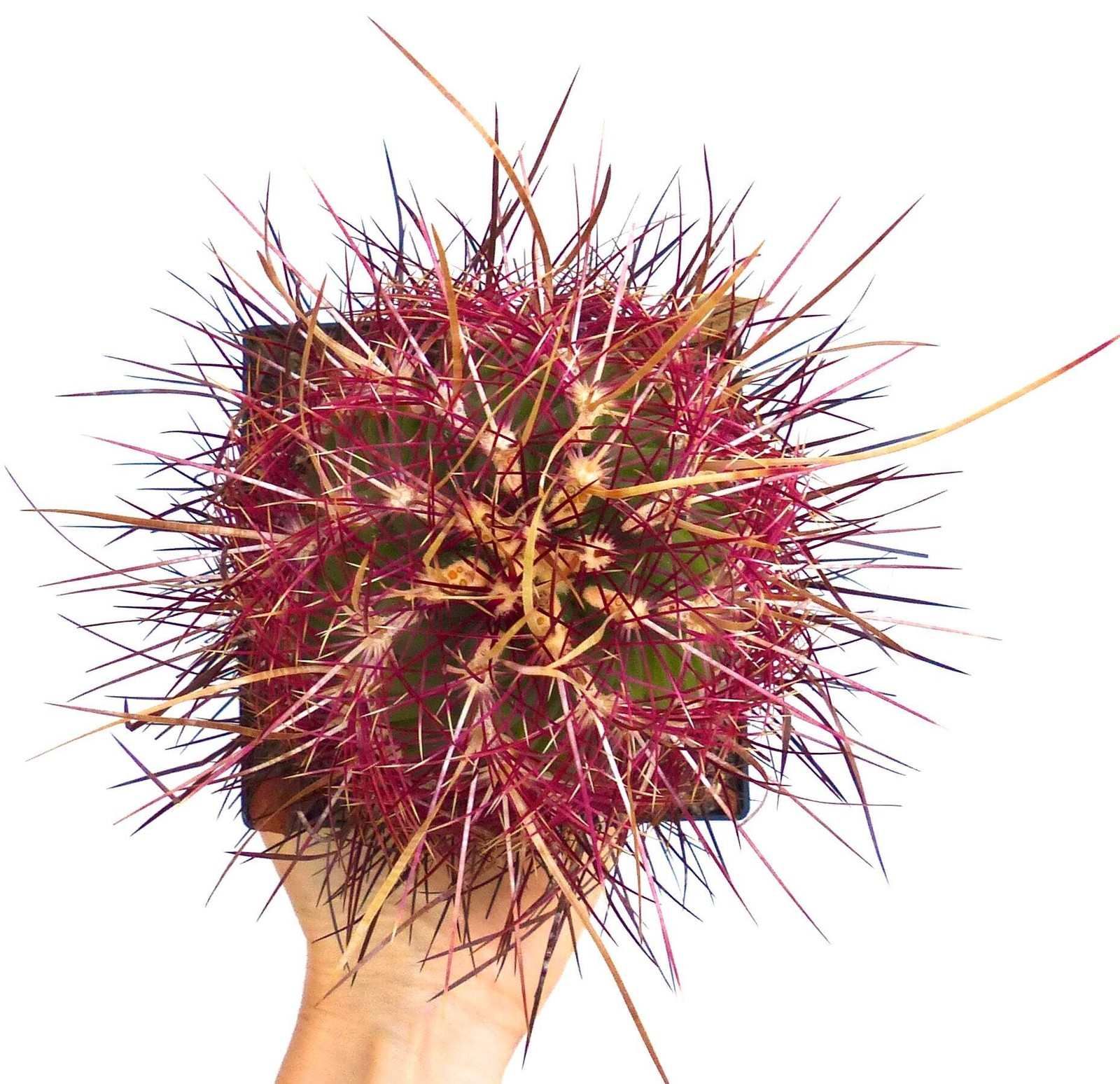 Thelocactus bicolor var. pottsii SEEDS – Rare Cactus SEEDS