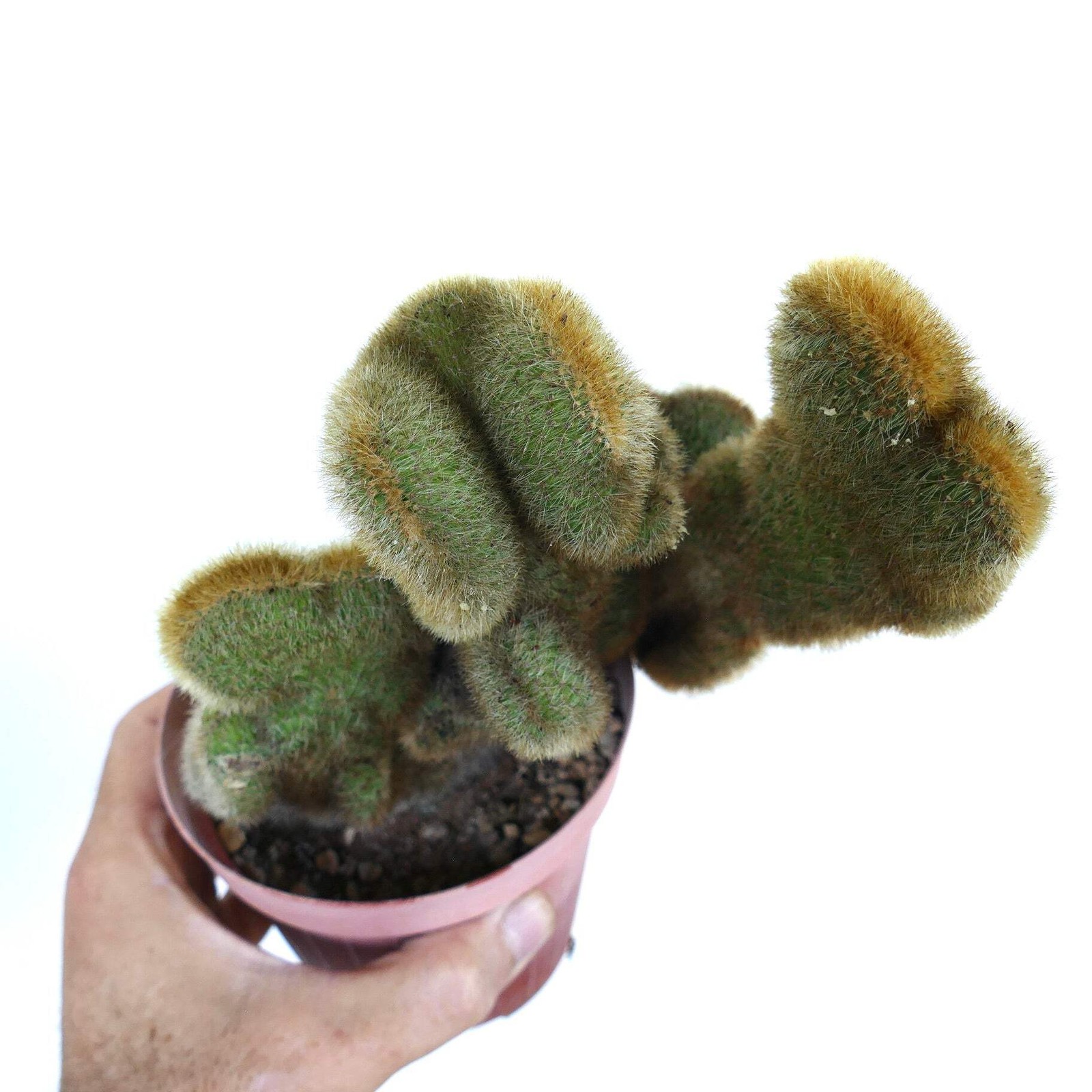 Cleistocactus parapetiensis CRESTATO – CRESTED Silver torch | Silver candle