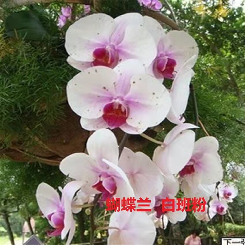 Phalaenopsis Moth Orchids Flower Seeds Multiple Color 100pcs/pack