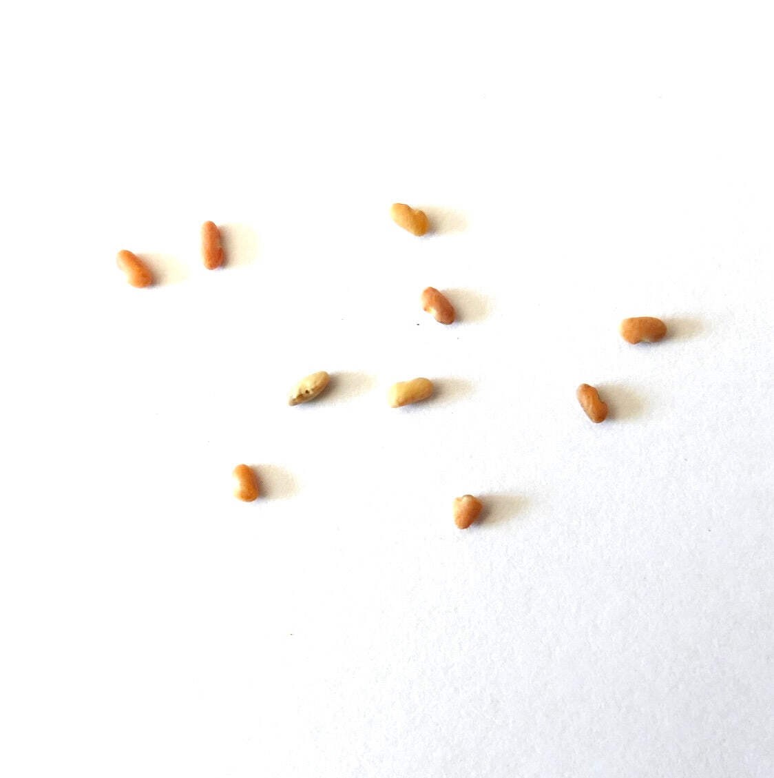 Aspalathus linearis SEEDS – Rooibos | Red bush tea