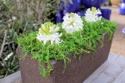 Supermoss Fresh Green Forest Moss Bulk 3 Lb For Gardens Baskets Decor