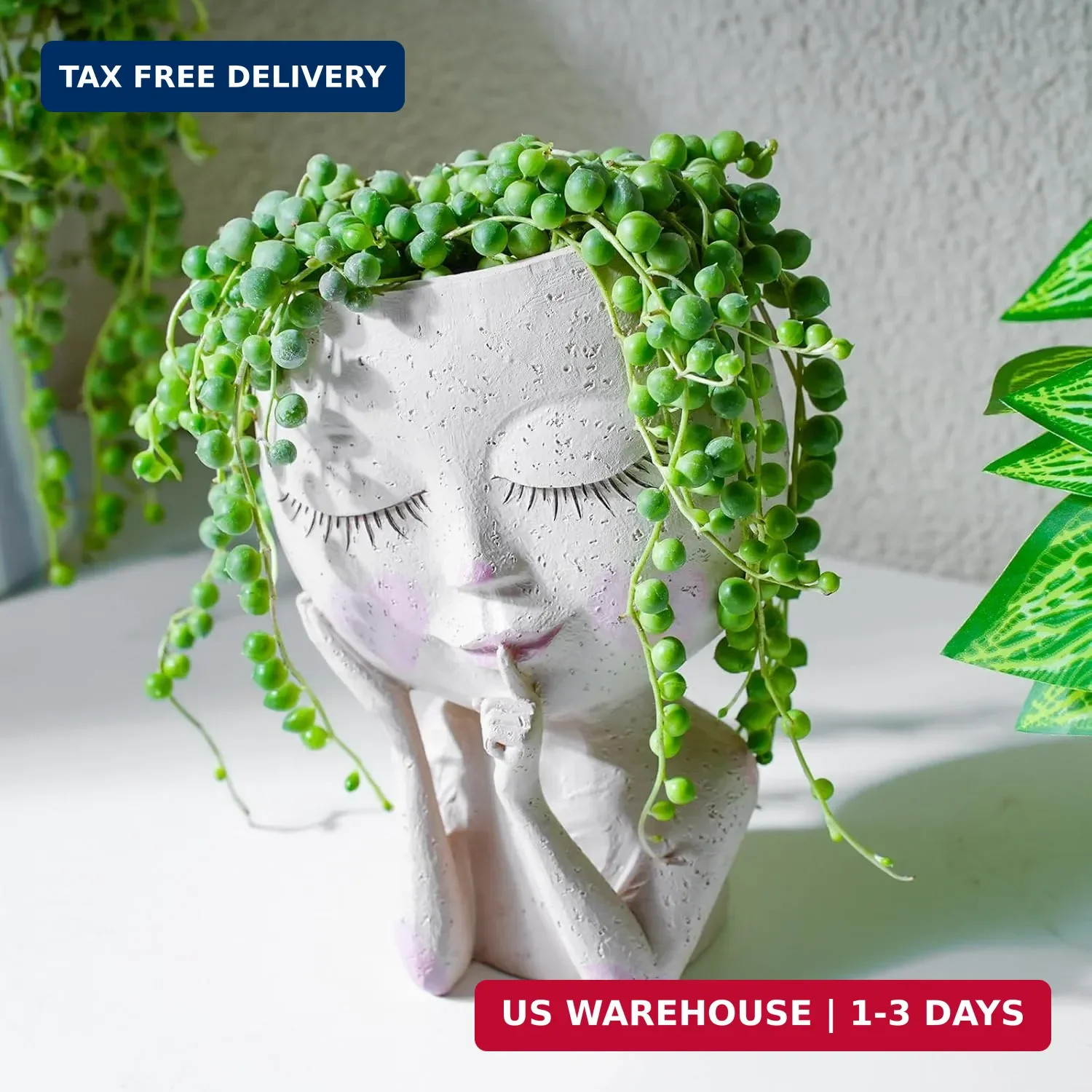 String of Pearls Live Succulent Plant (4-inch), Fully Rooted Trailing Houseplant