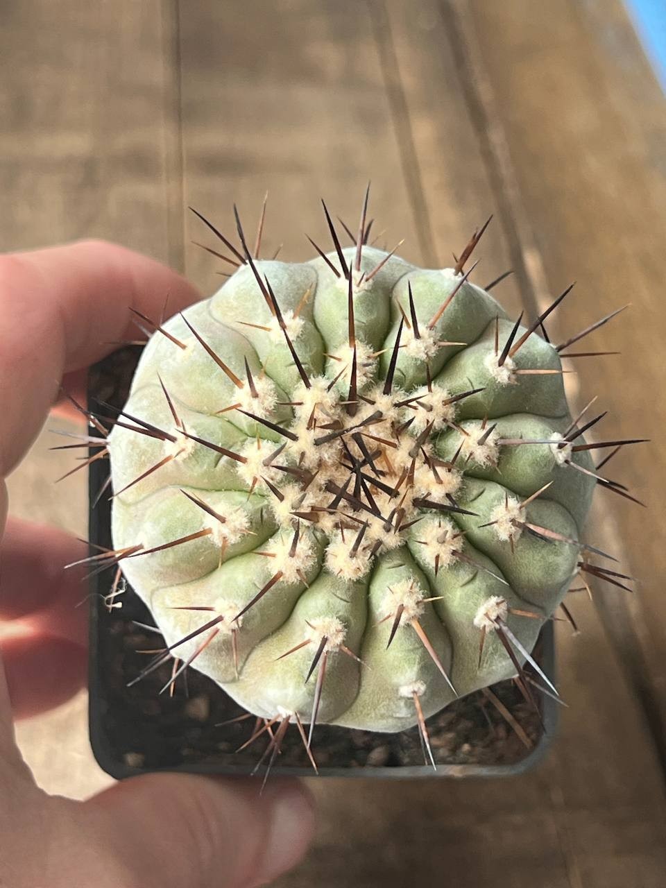 A44-2051 Copiapoa columna-alba, CS29, Esmeralda, Ant, grafted