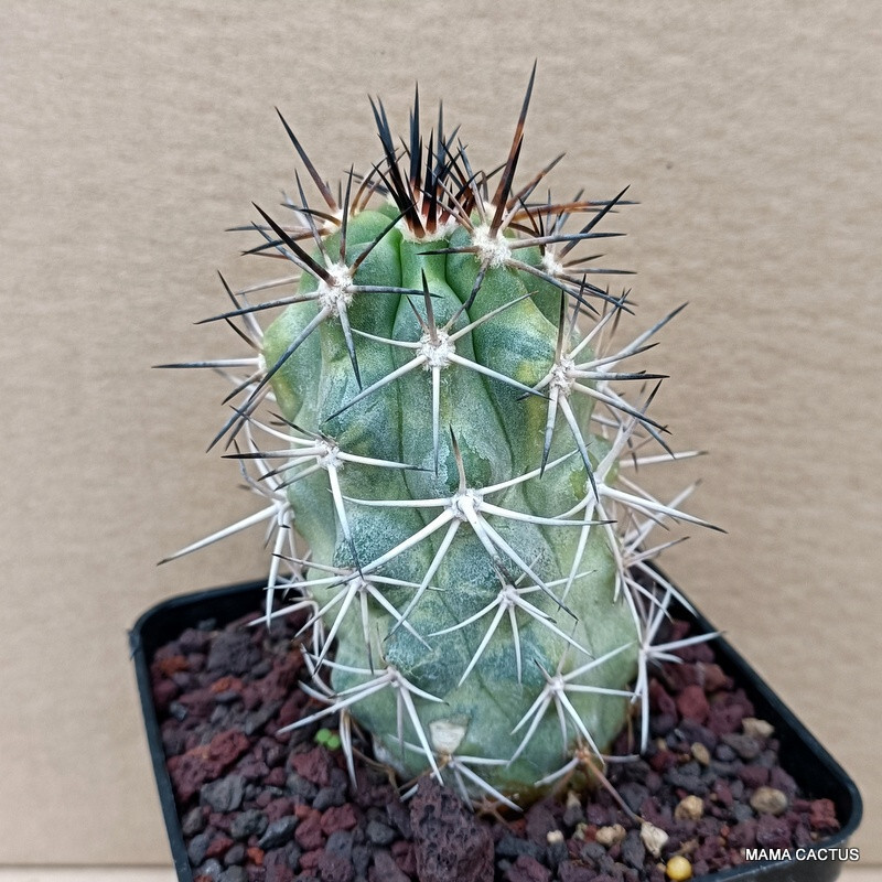A4151 COPIAPOA WAGENKNECHTII VARIEGATED pot 9 cm H 9,5 cm W 5,5 cm MaMa Cactus