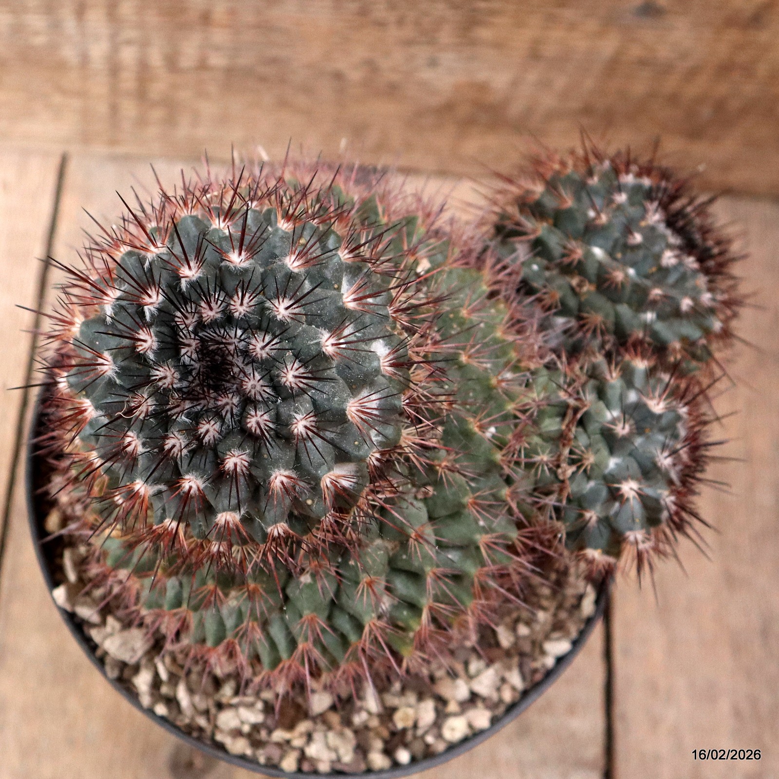 D7800 MAMMILLARIA NEOSCHWARZEANA pot18-H19-W21 cm MaMa Cactus