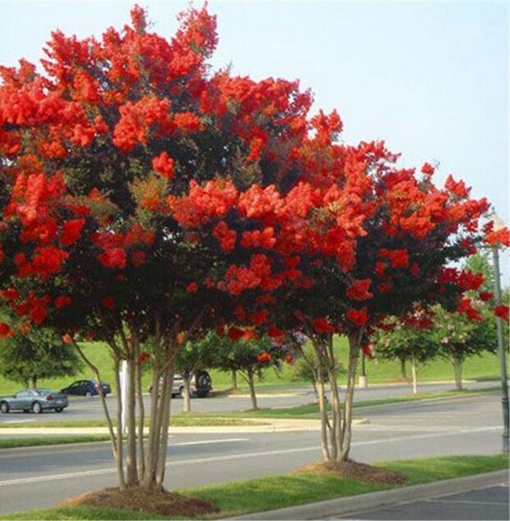 (10) CRAPE/CREPE MYRTLE SEEDS rare exotic flower garden tree USA SELLER W/TRACK