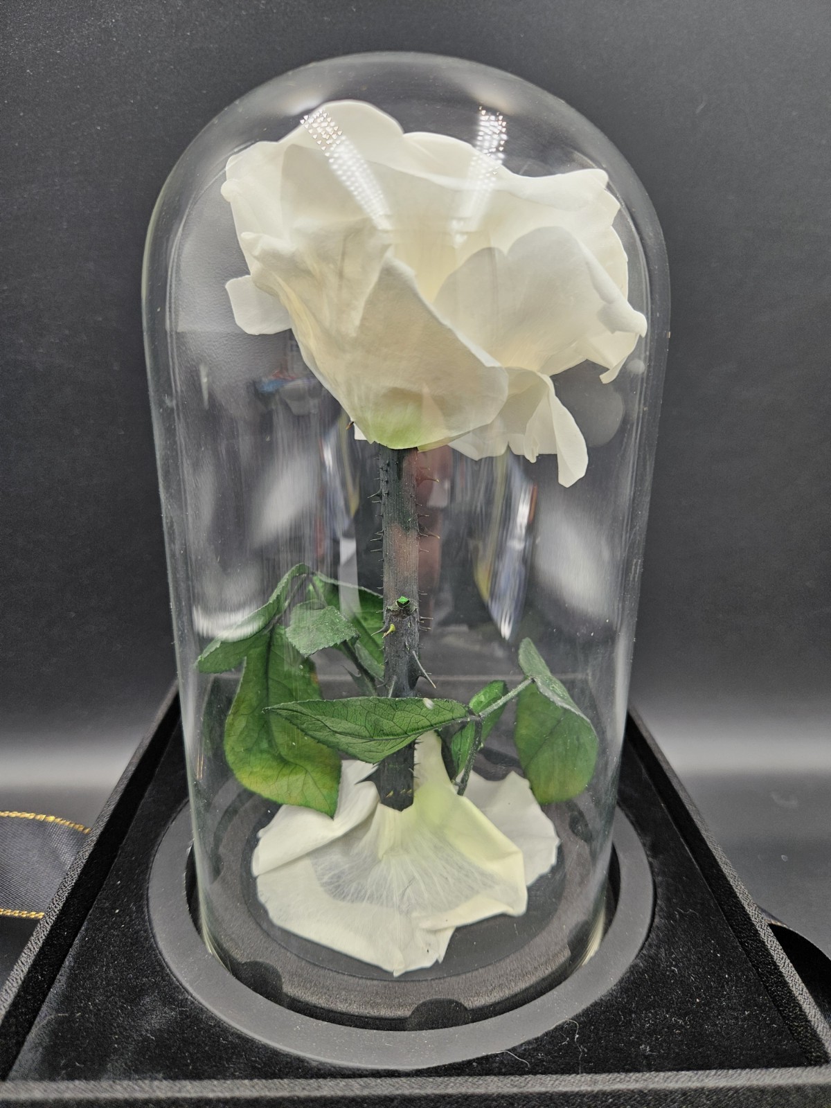 Preserved Rose in Glass Dome White Eternal Infinity Rose