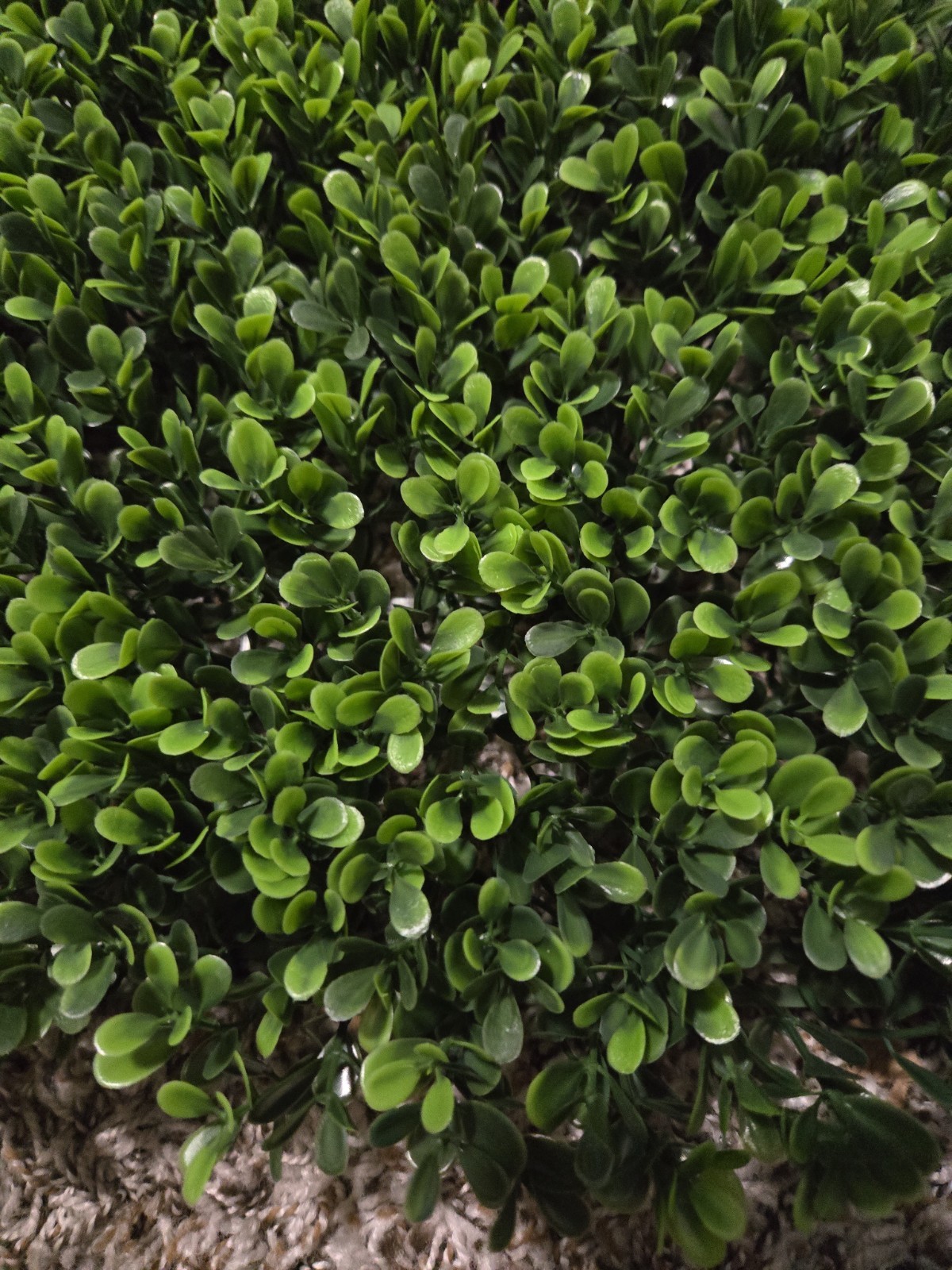 Lot Of 2 Ashland Artificial Boxwood Panels Green 24″ X 12″ Wall Hedge
