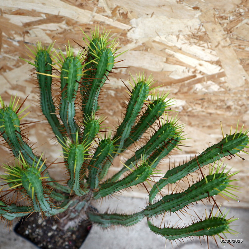 D4466 EUPHORBIA ENOPLA pot14-H51-W31 cm MaMa Cactus