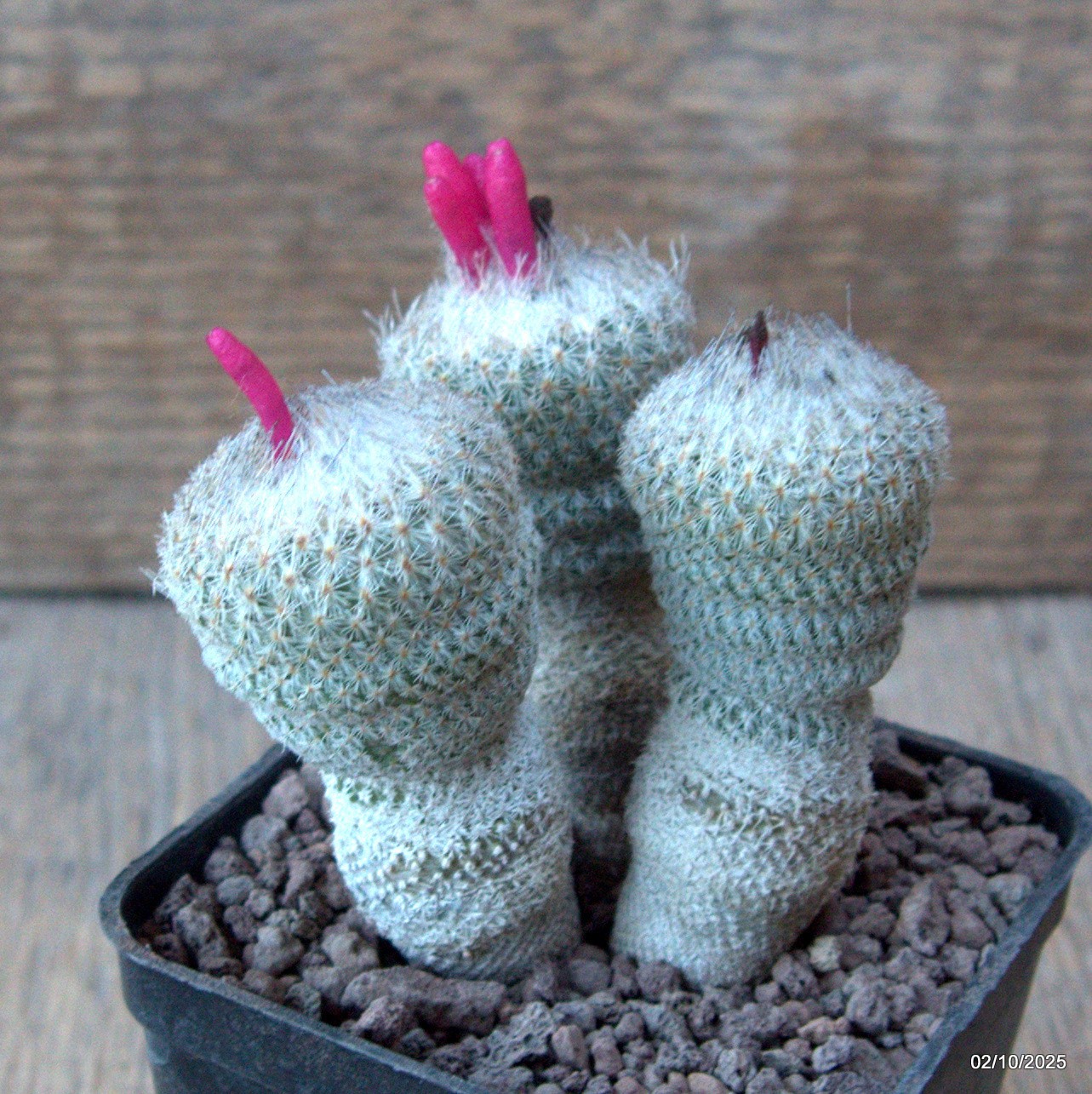 D6820 EPITHELANTHA MICROMERIS pot7-H7-W7 cm MaMa Cactus