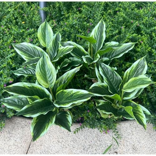 4 Bushes Perennial Hosta Faux Plant – 15.7″ Variegated Green Leaves, Tropical In