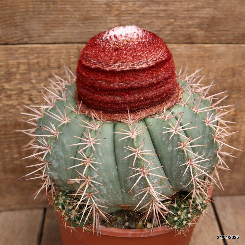 M100 MELOCACTUS CONCINNUS VERY OLD pot17-H19-W21 cm MaMa Cactus