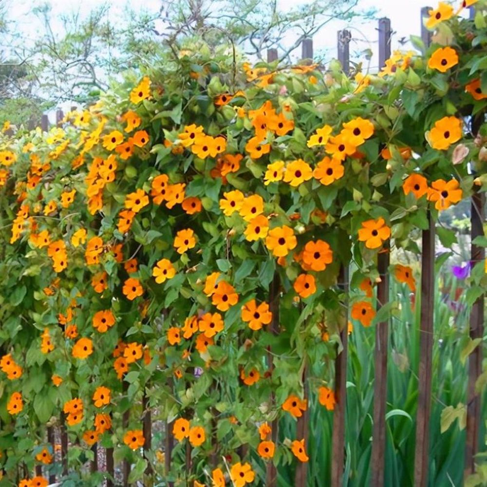 (10) JASMINE SEEDS rare exotic fragrant flower vine garden USA SELLER W/TRACK