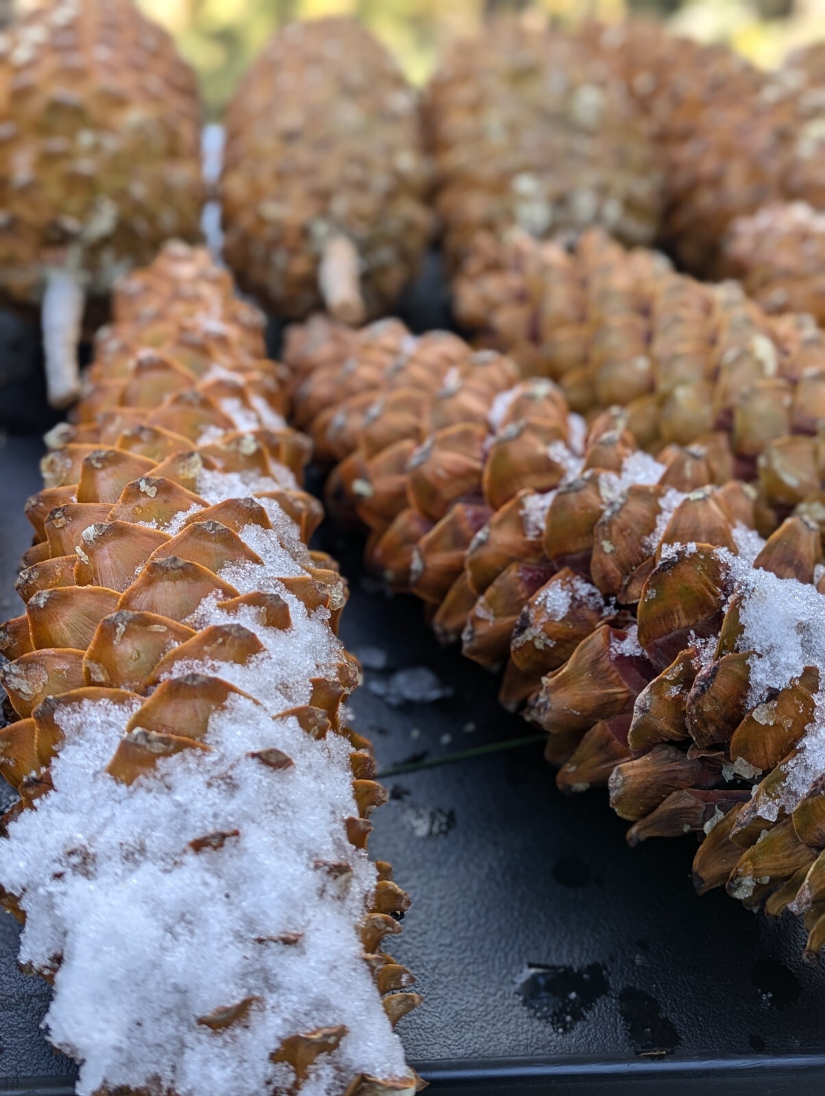 Beautiful, Foraged Sugar Pinecones, 10″ -22″