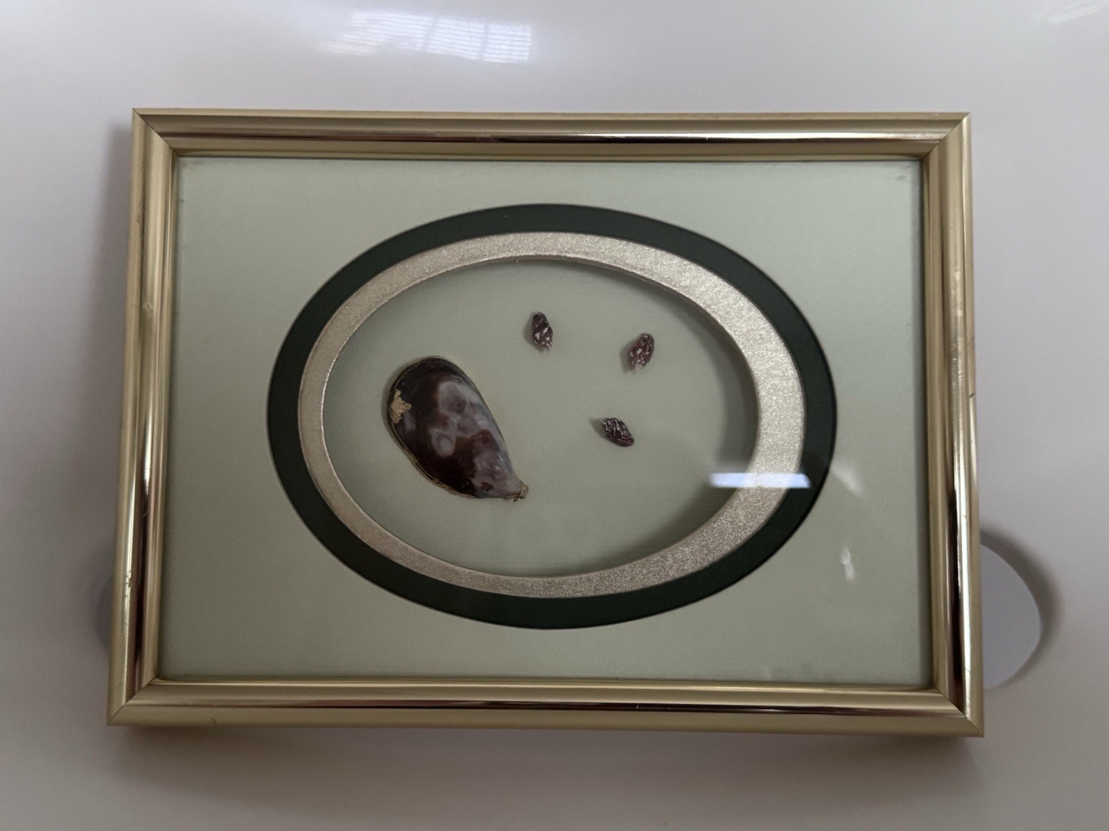 Vintage M&R Original Framed Shell Art Shadow Box Skokie IL Mid Century Coastal