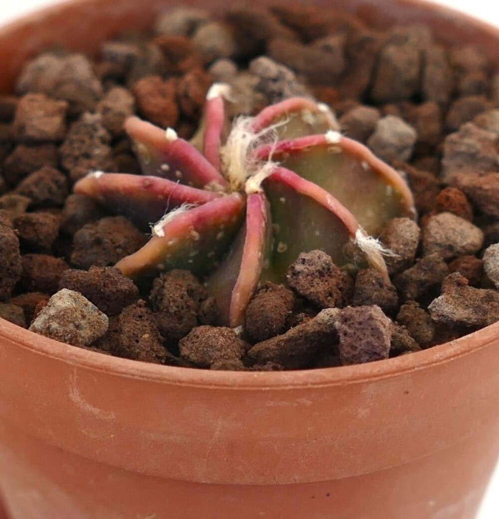 Astrophytum capricorne cv BUFFALO Young Seedling – Goat’s horn cactus | Star cac