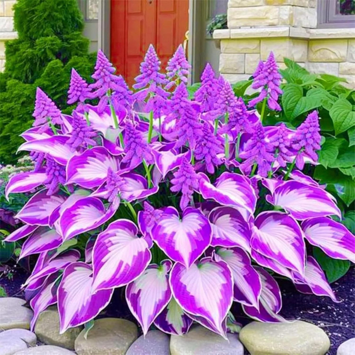 400+ Perennial Rare Hosta Seeds Heart-Shaped Hosta Bare Roots – Rich Foliage, He