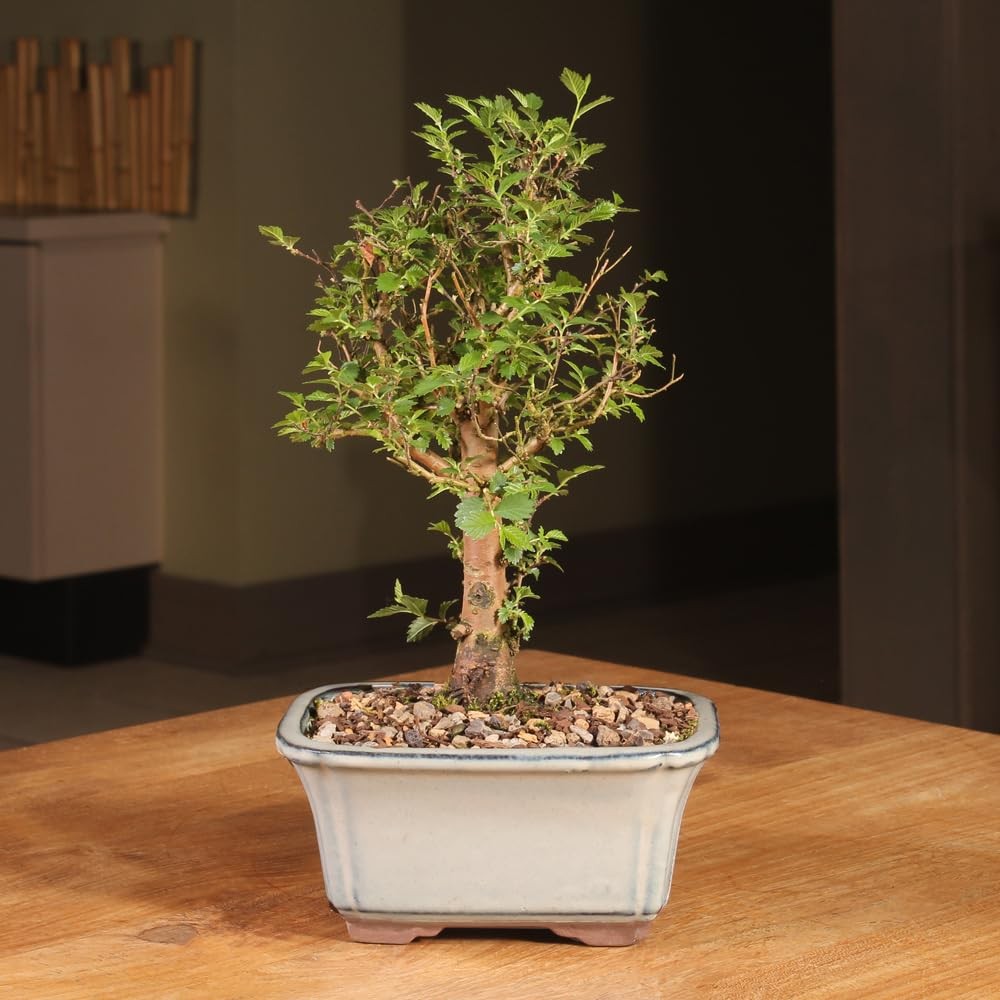 Brussel’s Bonsai Live Chinese Elm Tree, Outdoor – Small, Green