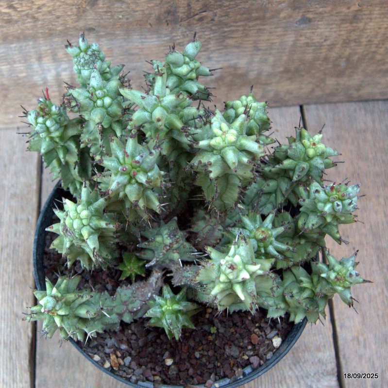 D6526 EUPHORBIA HORRIDA MONSTER pot18-H18-W22 cm MaMa Cactus